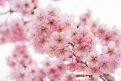 坪丛林公园空气清爽天然